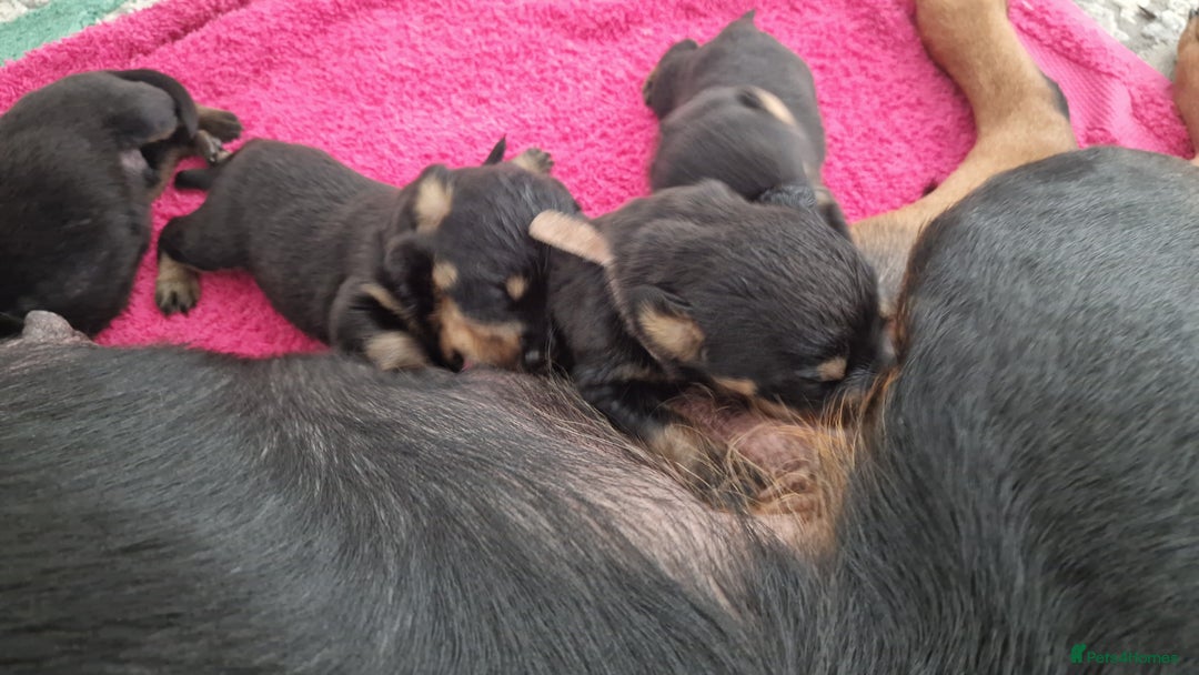 Rottweiler dogs for sale: Champion Bloodline KC Rottweiler puppies  - Image 4