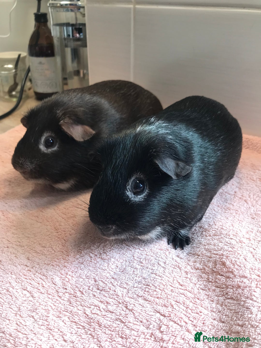 Guinea Pig rodents for sale: Two Pairs of Boar Foxe’s - Image 8