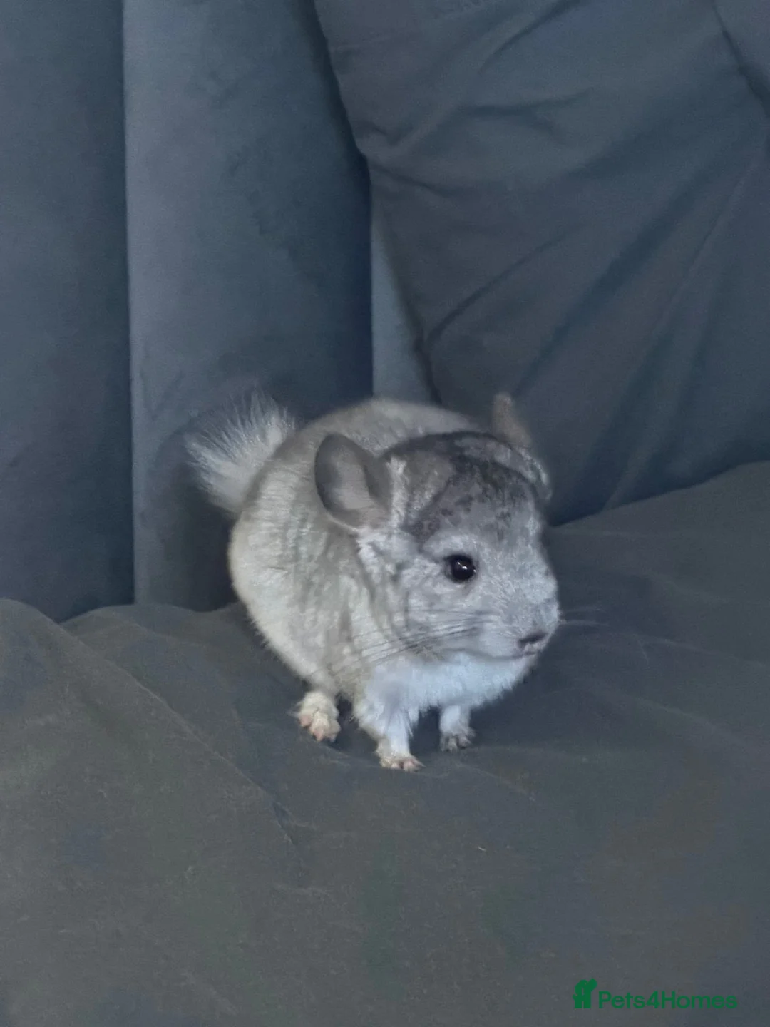 Chinchilla rodents for sale: FEMALE TAME CHINCHILLA GREY  - Advert 6
