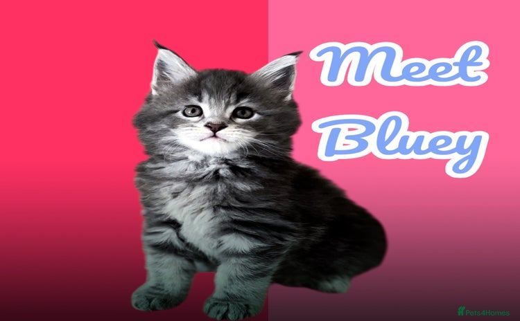 Maine Coon cats - Advert 8