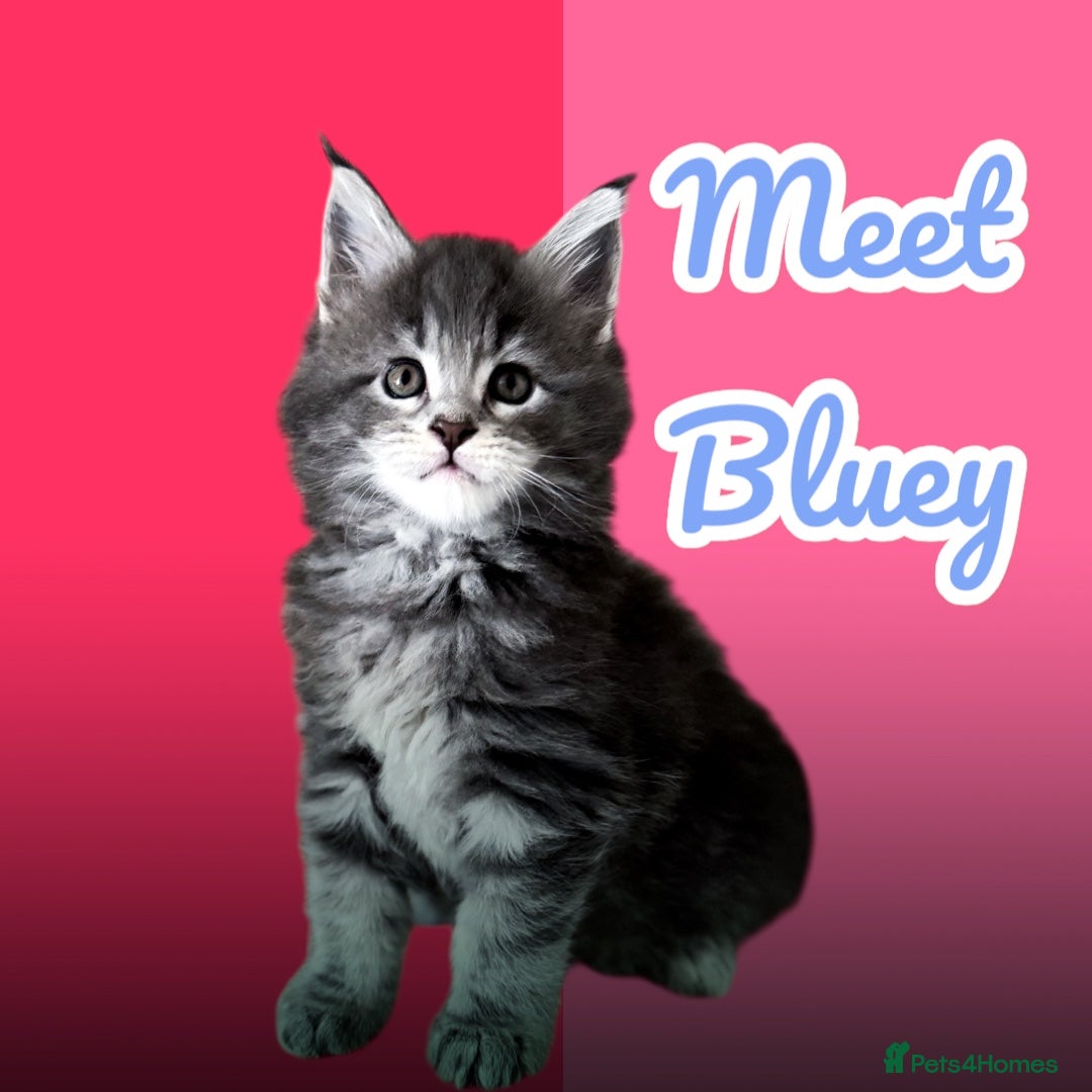 Maine Coon cats for sale: ✨BLUE FEMALE KING-SIZE MAINE COON CUB✨ - Image 1