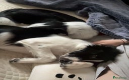 Border Collie dogs for sale: Cooper and Juno - Image 2