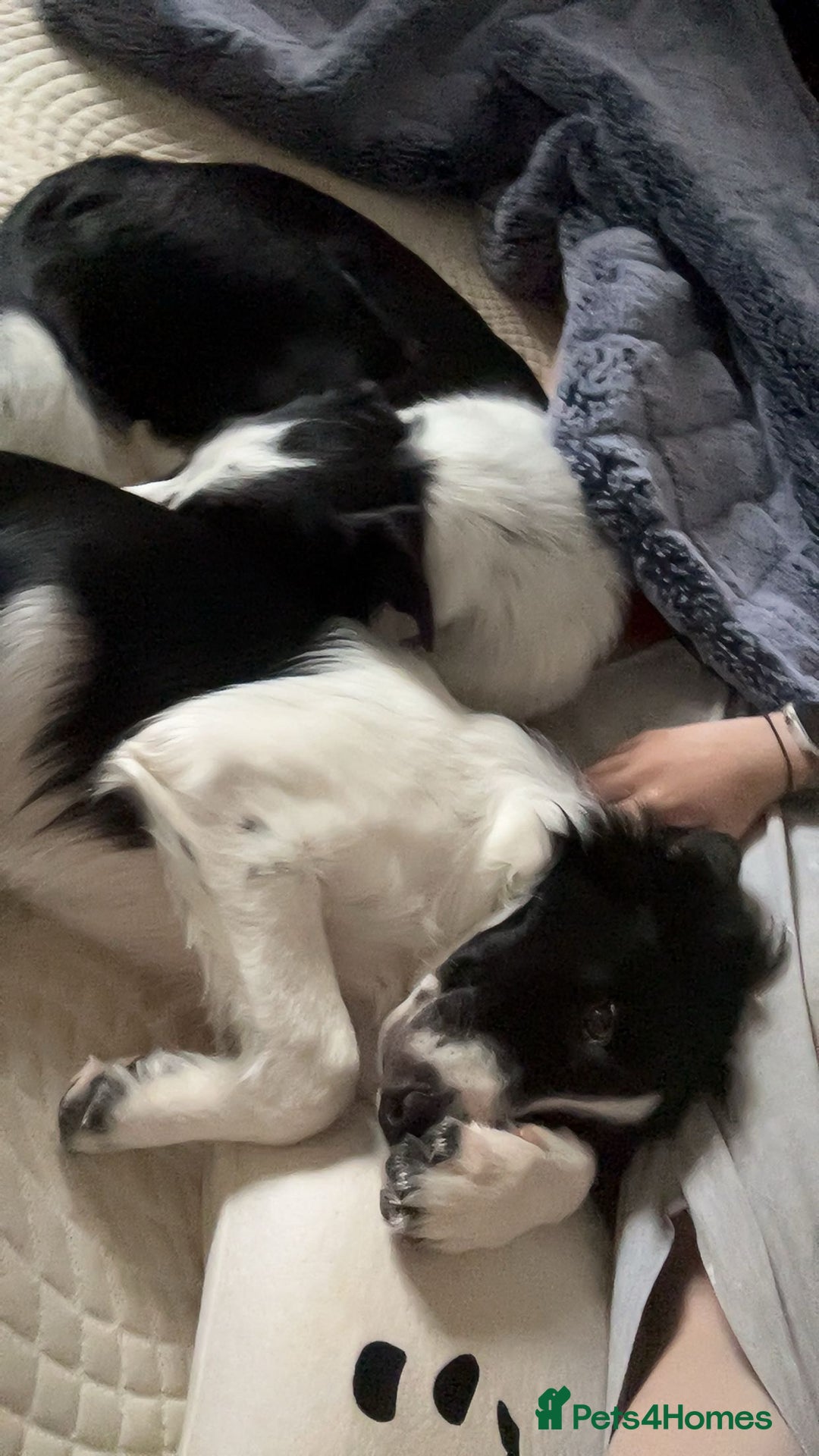 Border Collie dogs for sale: Cooper and Juno - Image 2