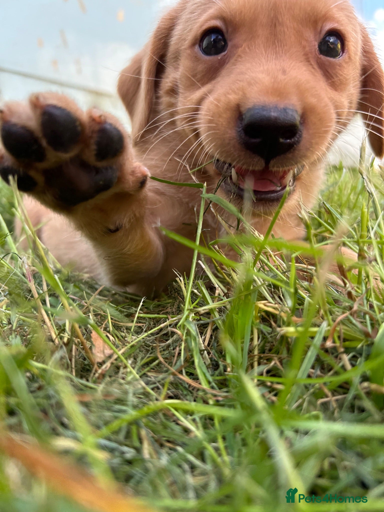Labrador Retriever dogs Fox Red / yellow working Labradors  - Advert 2