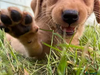 Labrador Retriever dogs Fox Red / yellow working Labradors - Advert 2