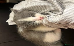 Domestic Shorthair cats for sale: Girl kitten grey and white  - Advert 4
