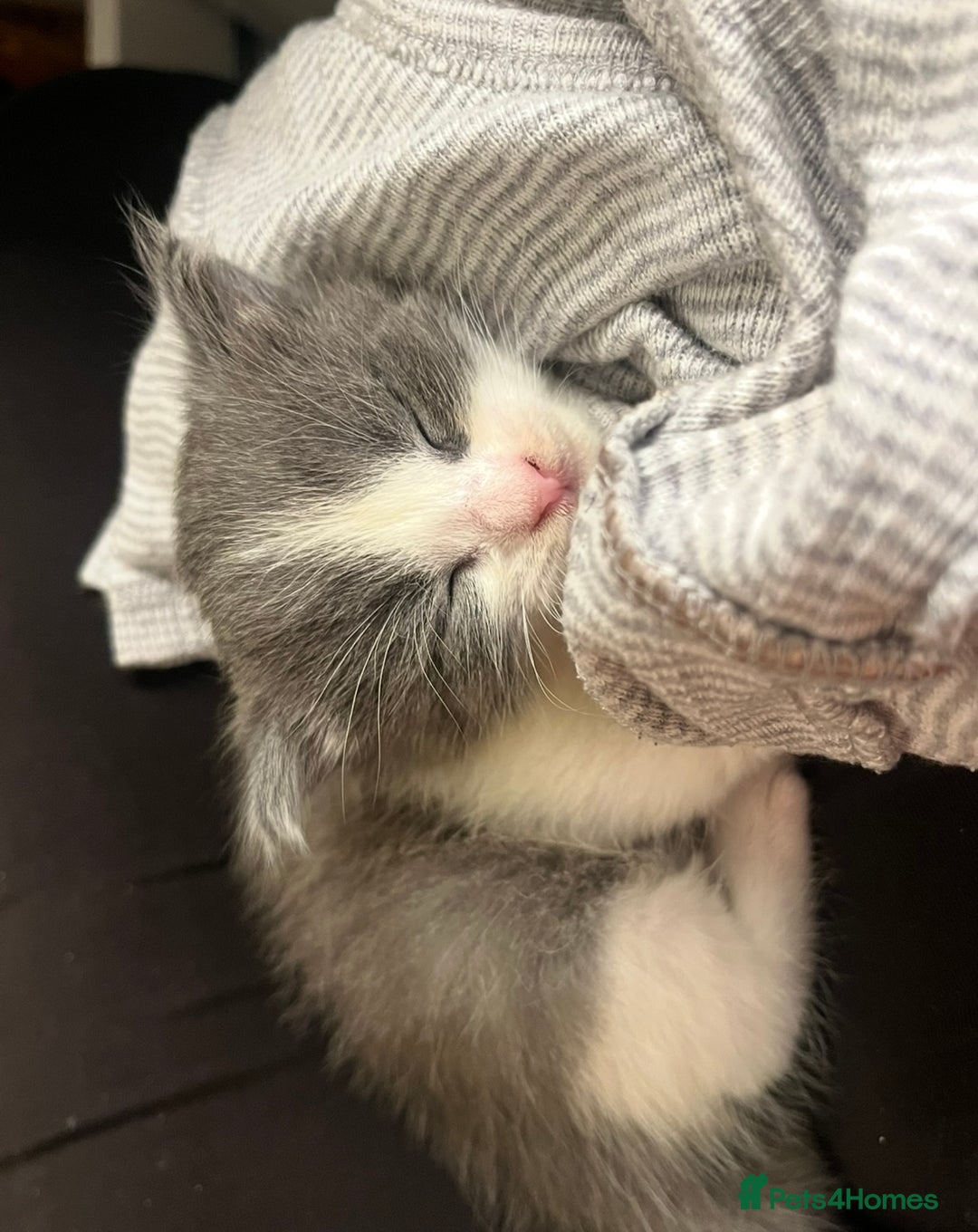 Domestic Shorthair cats for sale: Girl kitten grey and white  - Advert 4