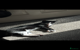 Domestic Shorthair cats for sale: Two female kittens - Image 4