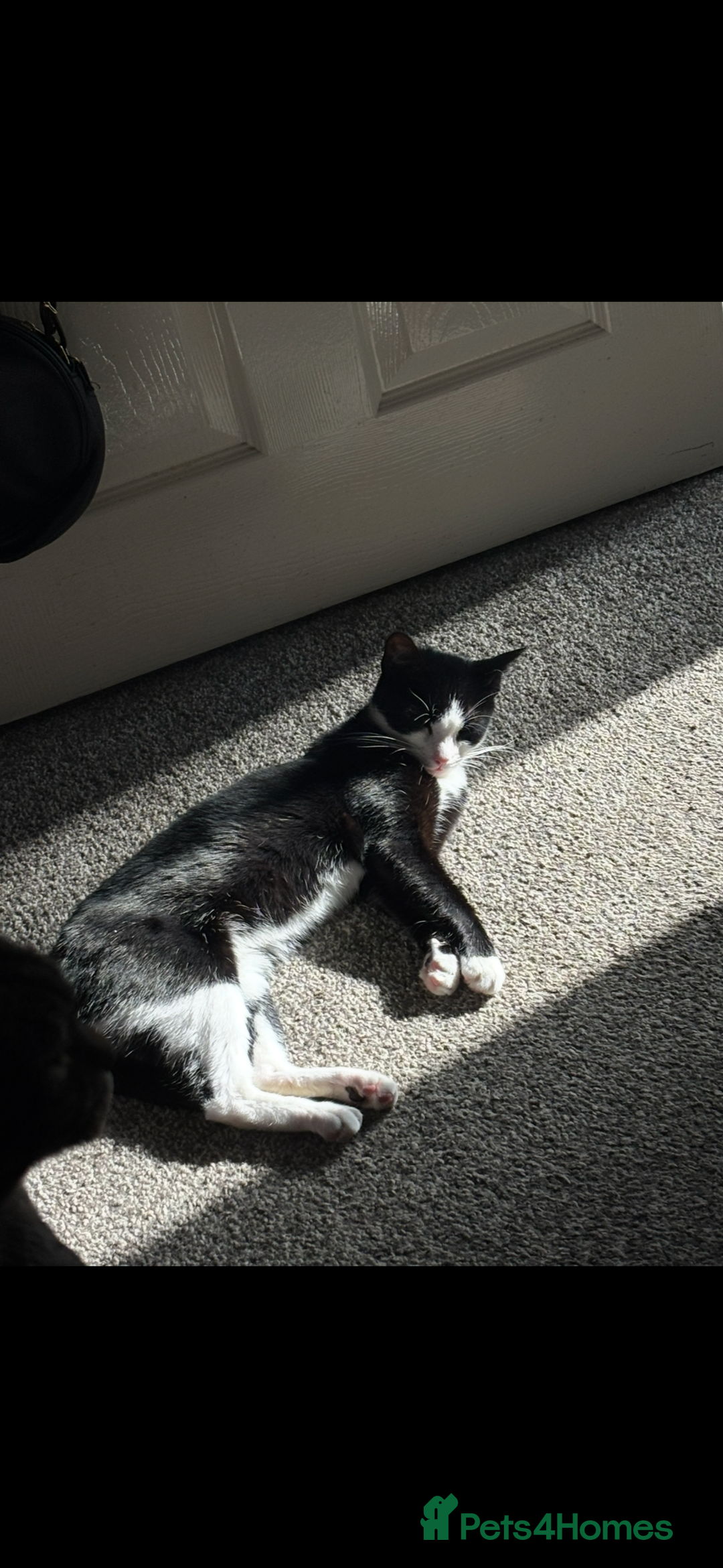 Domestic Shorthair cats for sale: Two female kittens - Image 4
