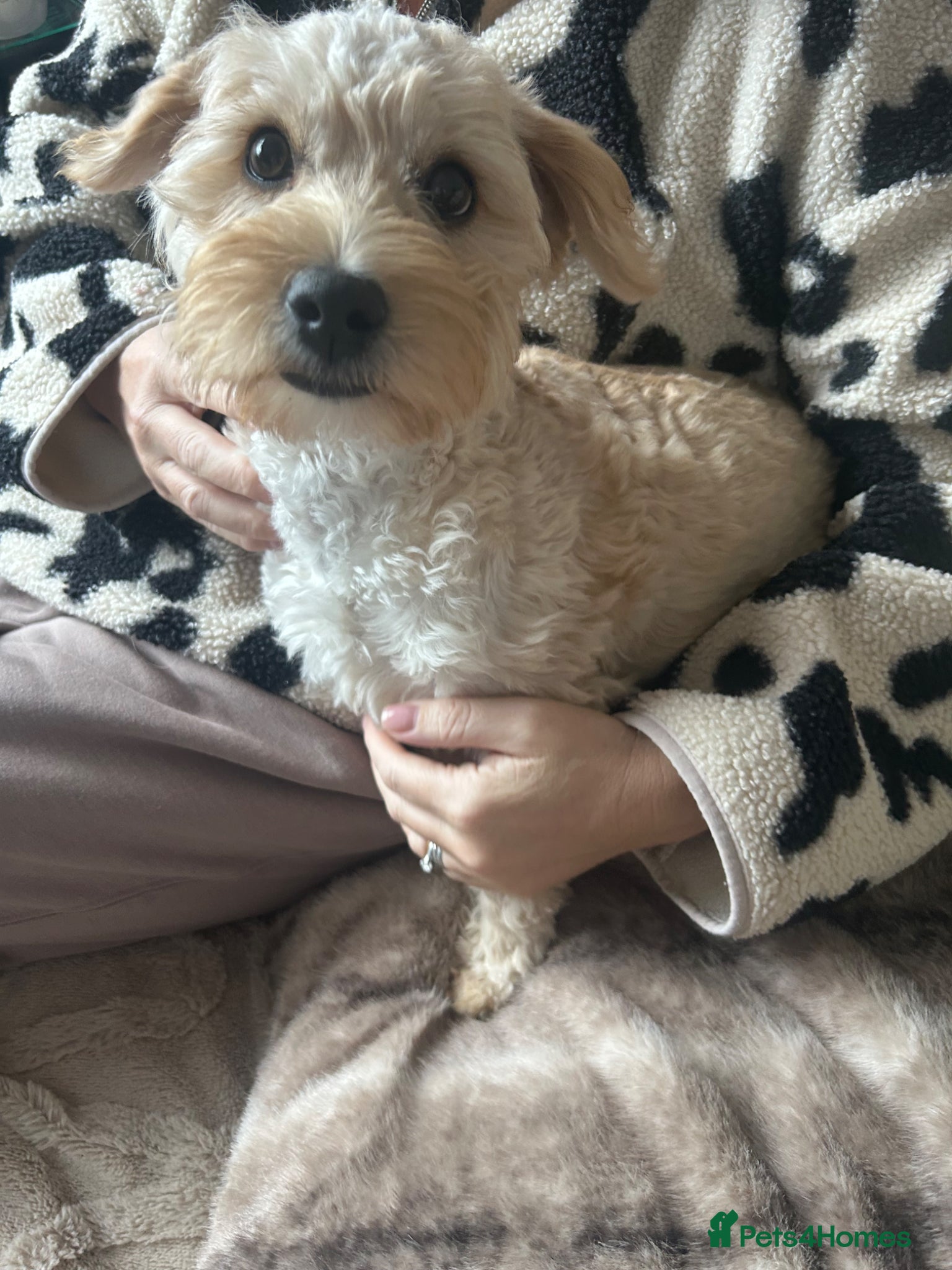 Mixed Breed dogs Puppy (westie poo x Cavapoo) - Advert 1