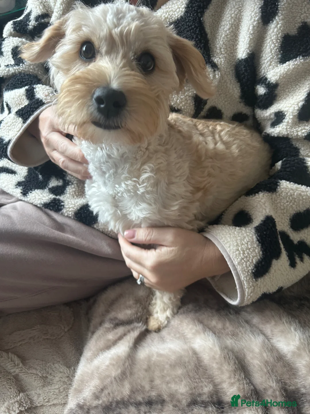 Mixed Breed dogs for sale: Puppy (westie poo x Cavapoo) - Advert 1