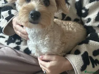 Mixed Breed dogs Puppy (westie poo x Cavapoo) - Advert 5