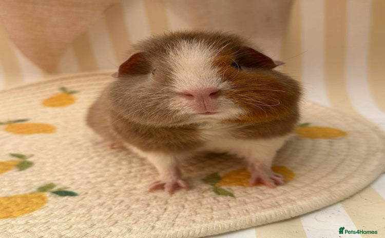 Guinea Pig rodents - Advert 3
