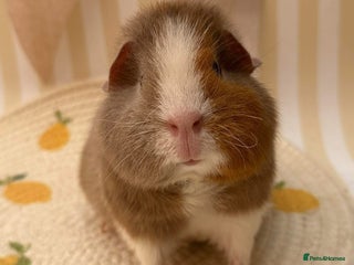 Guinea Pig rodents - Advert 6