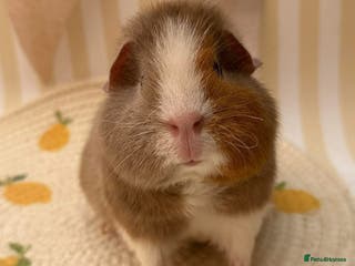 Guinea Pig rodents Teddy guinea pigs - Advert 1