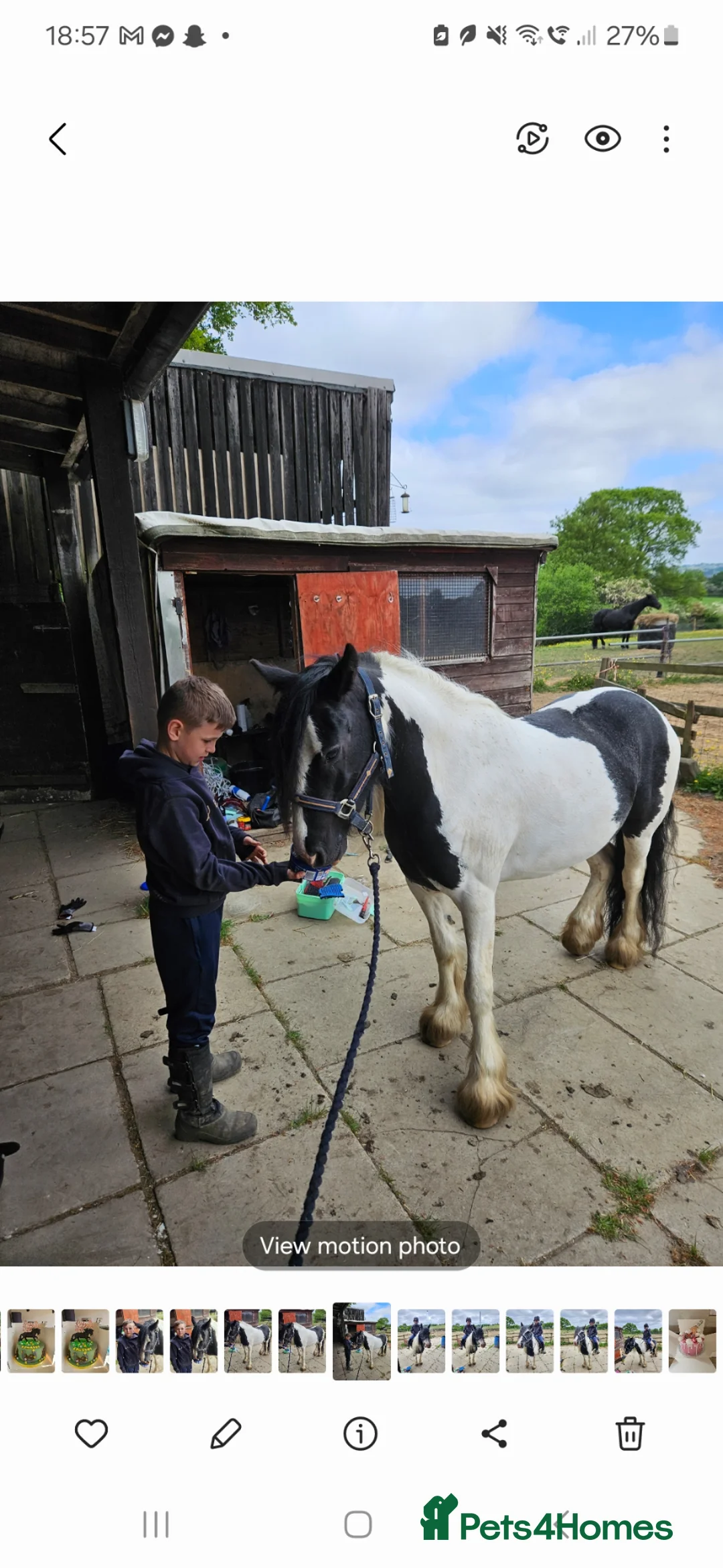 Irish Cob horses for sale: Wonderful cob for sale  in Bradford - Advert 4