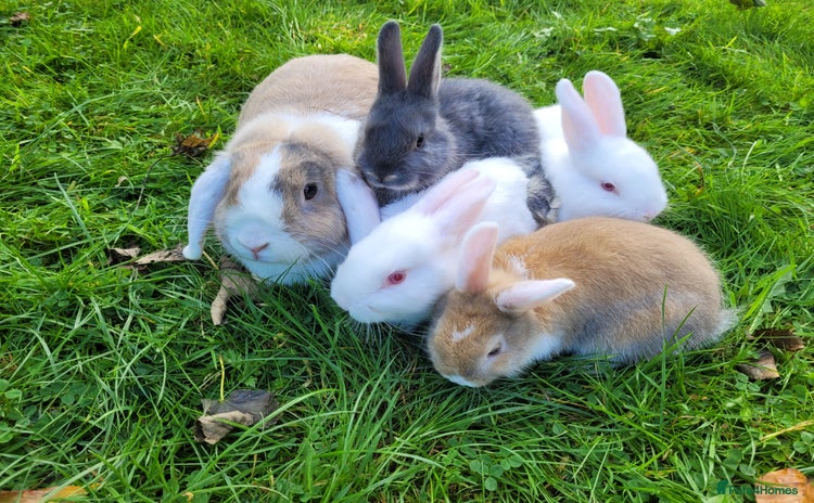 English Lop rabbits - Advert 9