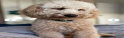 Mixed Breed dogs for sale: Beautiful Poodle Puppies 🩷 - Advert 16