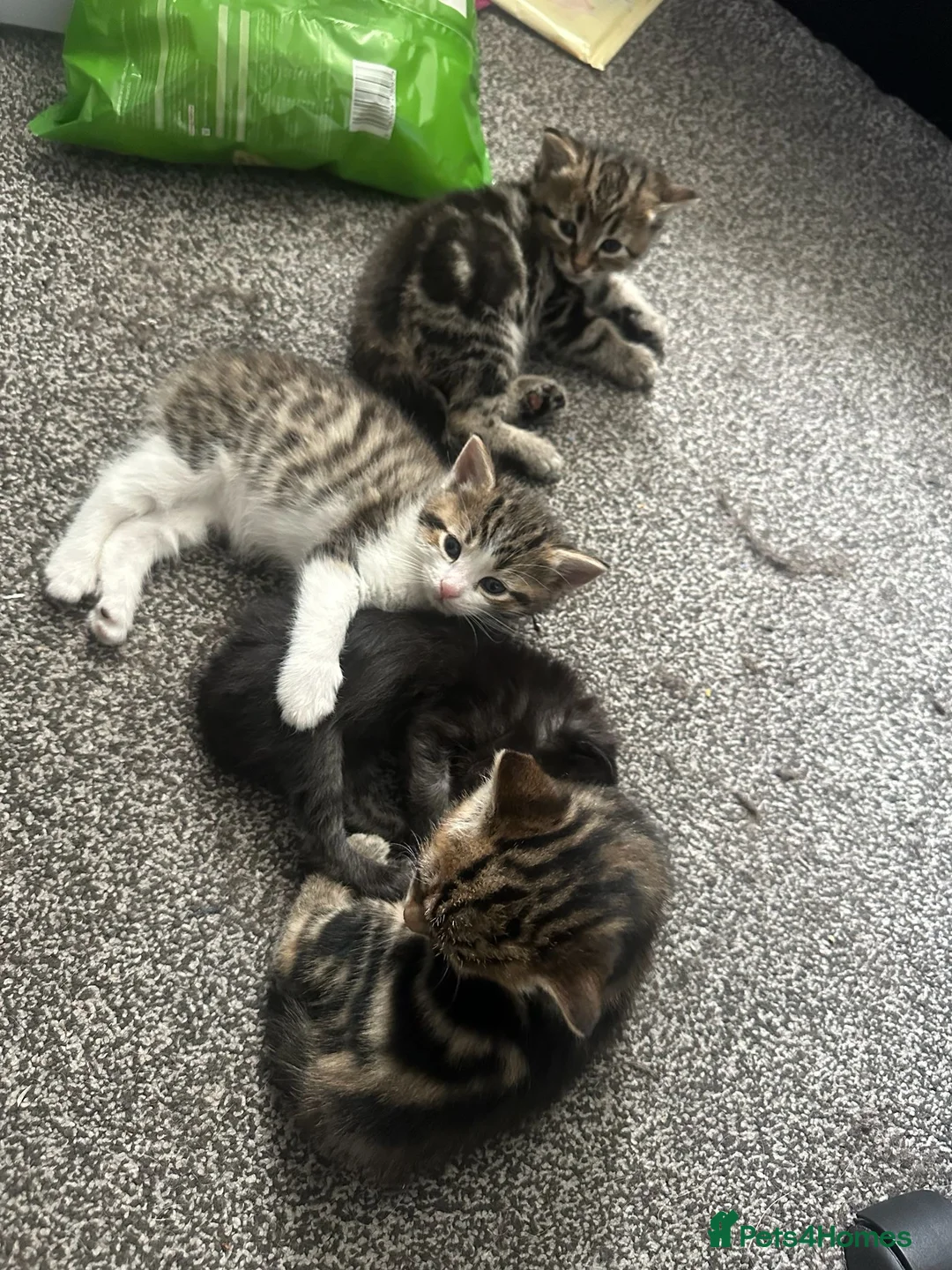 Mixed Breed cats for sale: 3 girls 1 boy kittens for sale  - Advert 1