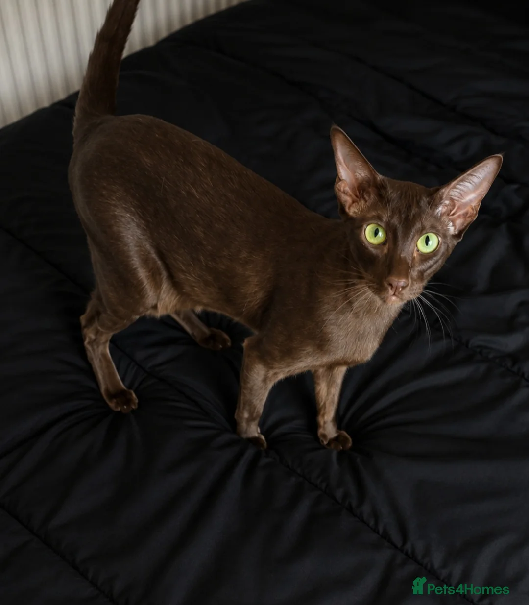 Oriental cats for sale: Chocolate Oriental (Havana Brown) - Advert 2