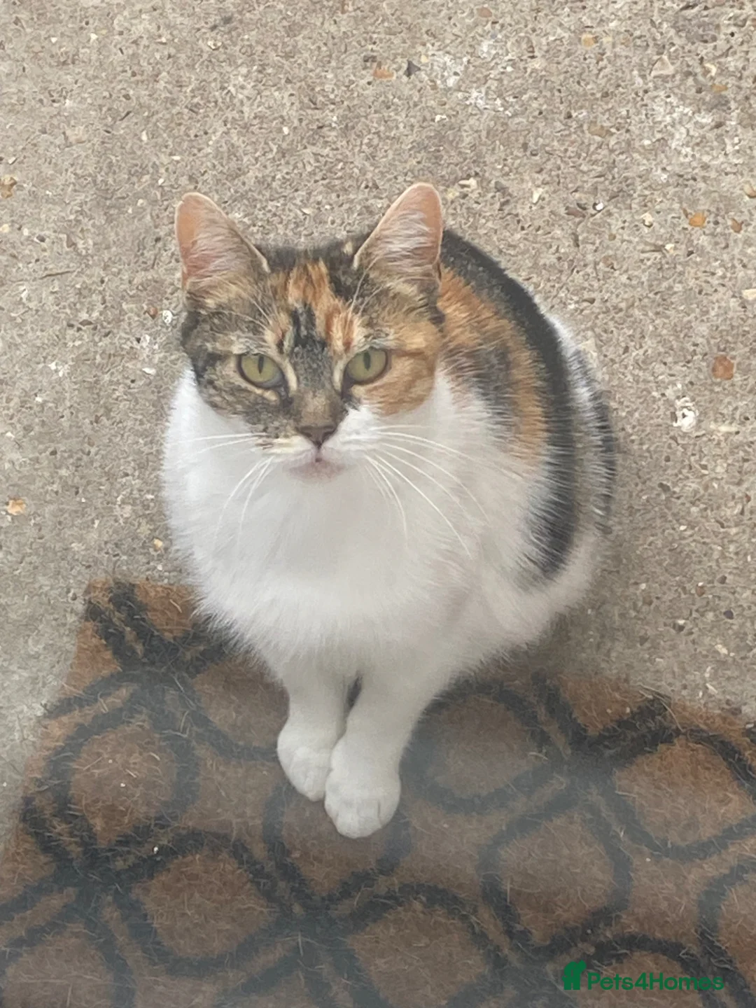 Mixed Breed cats for sale: 2 Male Kittens Looking for Forever Home Together!! in Southall - Advert 4