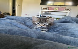 Mixed Breed cats for sale: 2 x 11 week old Female Kittens must go together!  - Image 19