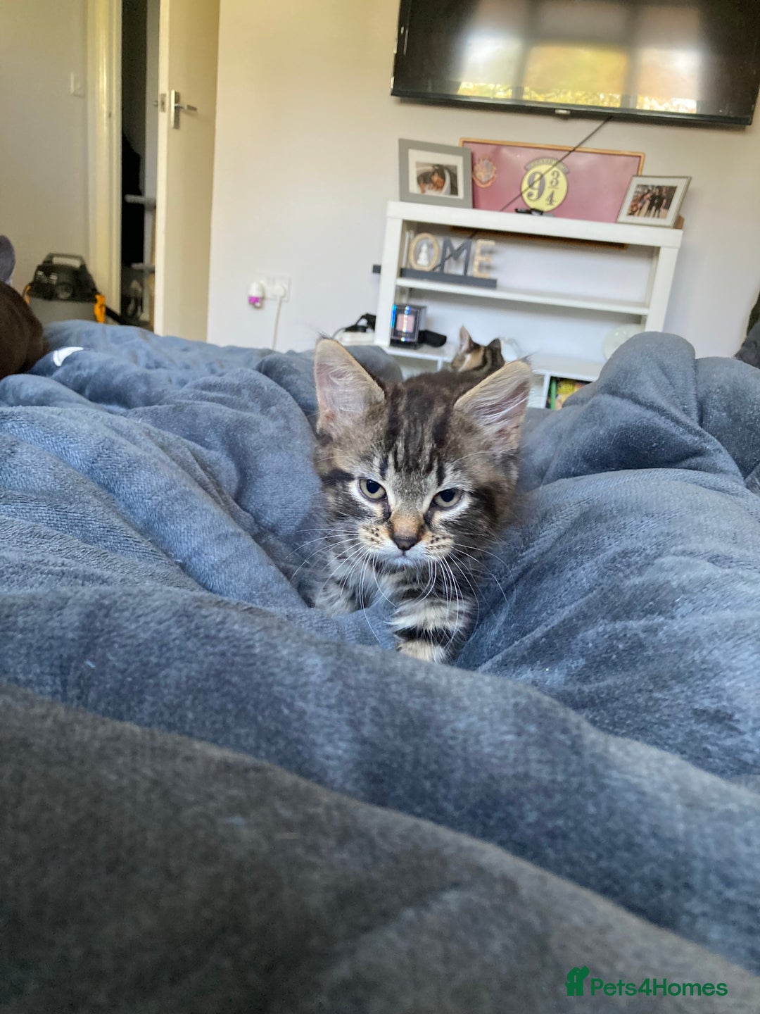 Mixed Breed cats for sale: 2 x 11 week old Female Kittens must go together!  - Image 19