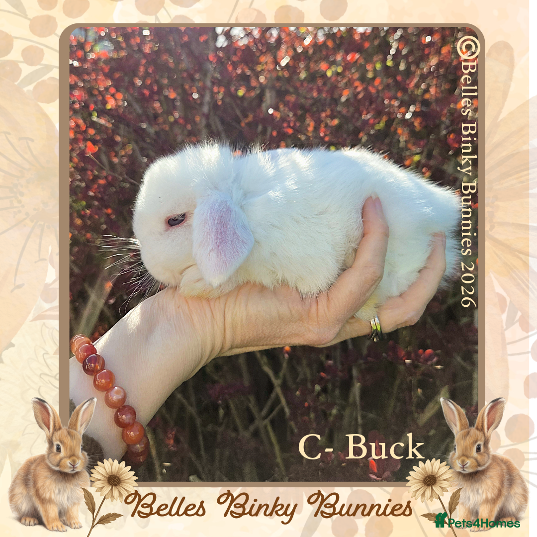 Mini Lop rabbits 🌷Pretty Baby Mini Lops 🌷 Ready 26th April 🌷 - Advert 2