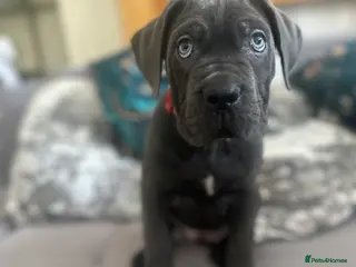 Cane Corso dogs Balestra Magica Corso IKC/FCI ‼️LAST FEMALE‼️ - Advert 2