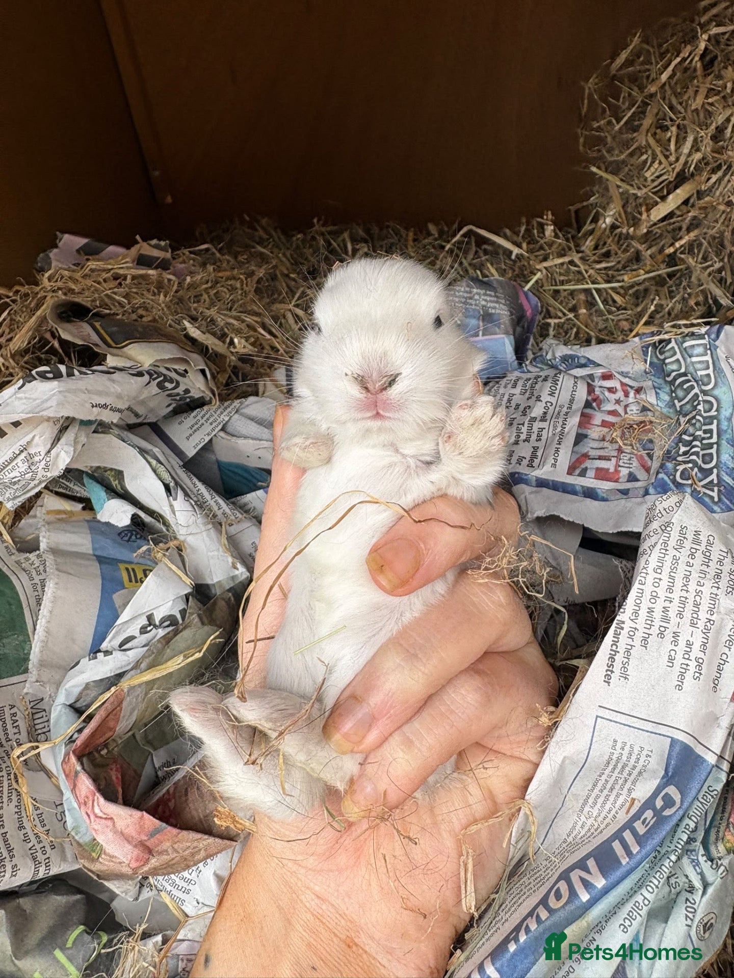 Mini Lop rabbits Beautiful baby bunnies for sale!  - Advert 2