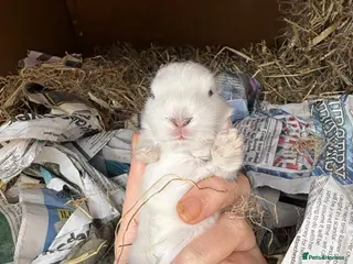 Mini Lop rabbits Beautiful baby bunnies for sale! - Advert 2