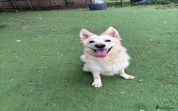 Mixed Breed dogs for adoption: Lovely Ruby is looking for her forever home! - Image 3