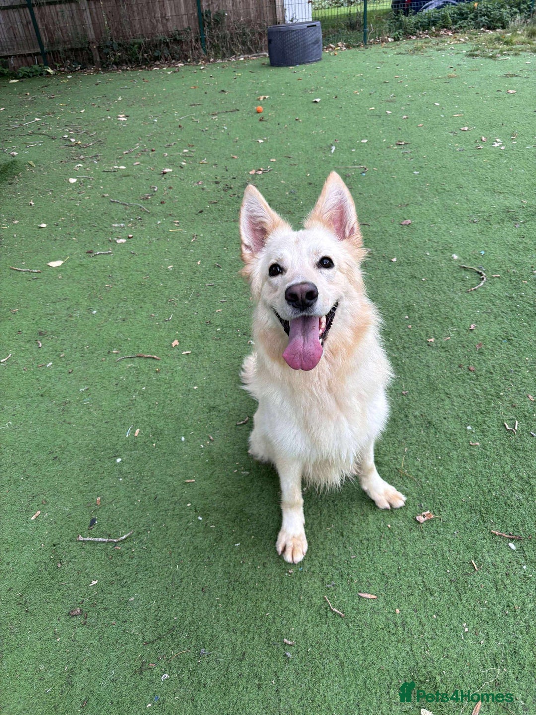 Mixed Breed dogs for adoption: Lovely Ruby is looking for her forever home! - Image 3