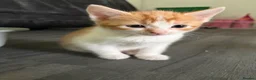 Mixed Breed cats for sale: Adorable little kittens. Mixed breed.  - Advert 13