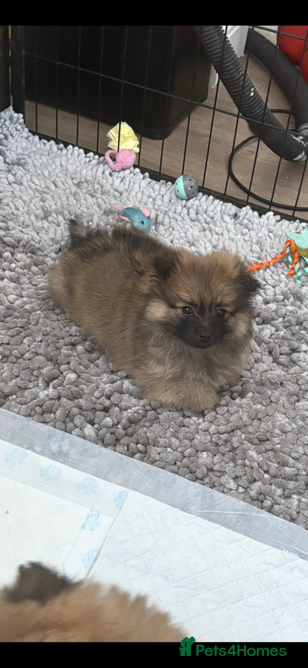 Pomeranian dogs for sale: Pomeranian Puppies, LAST BOY AVAILABLE!  - Image 16