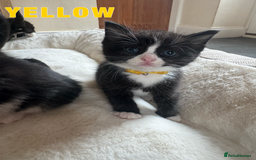 Ragdoll cats for sale: Ragdoll X kittens - Image 6