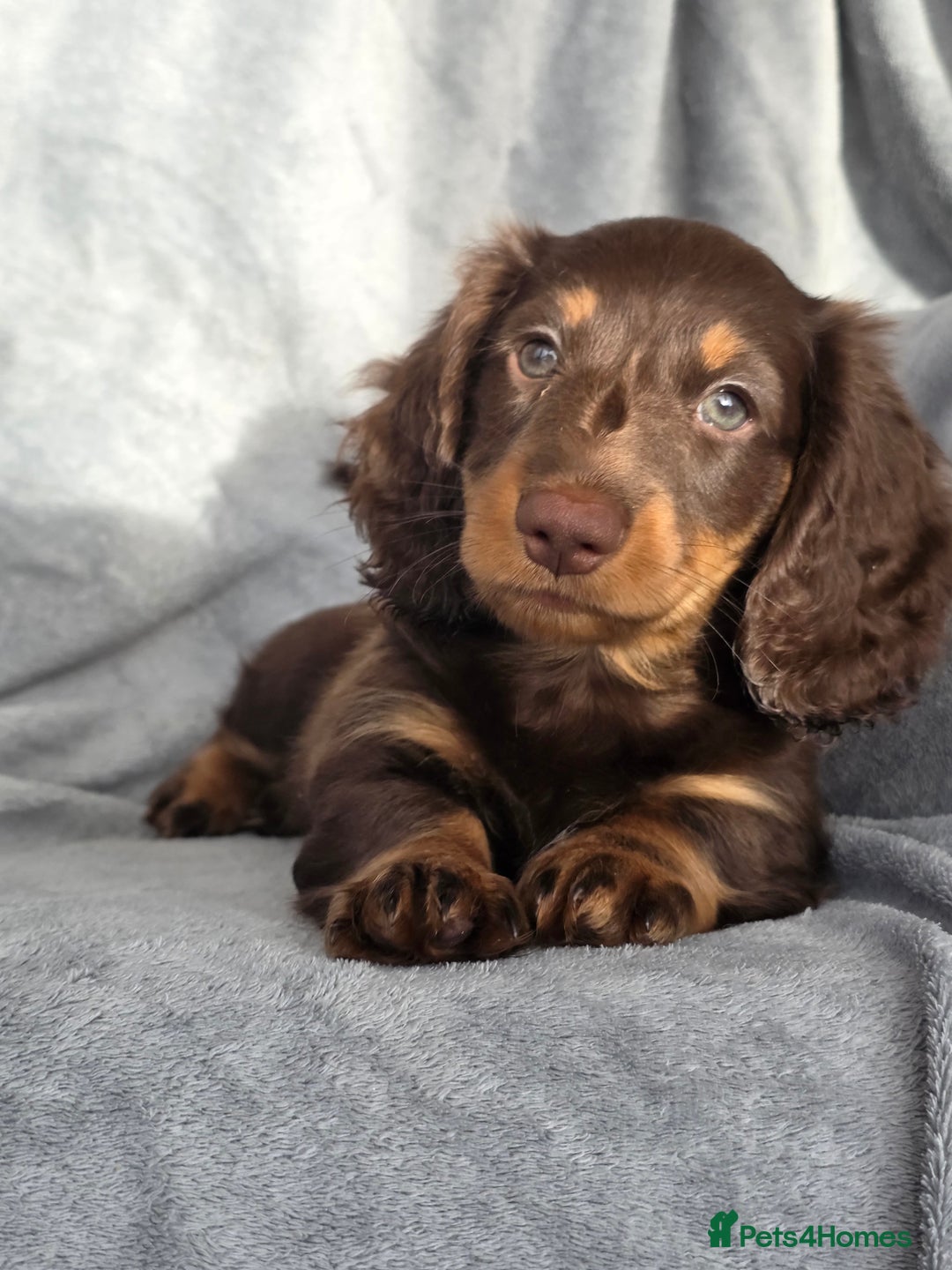Miniature Dachshund dogs for sale: Stunning miniature longhaired Dachshund pups - Advert 1