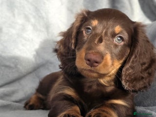 Miniature Dachshund dogs Stunning miniature longhaired Dachshund pups - Advert 7