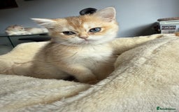 British Shorthair cats for sale: GCCF reg BSH Last Chocolate Golden Odd Eyes Female - Image 32