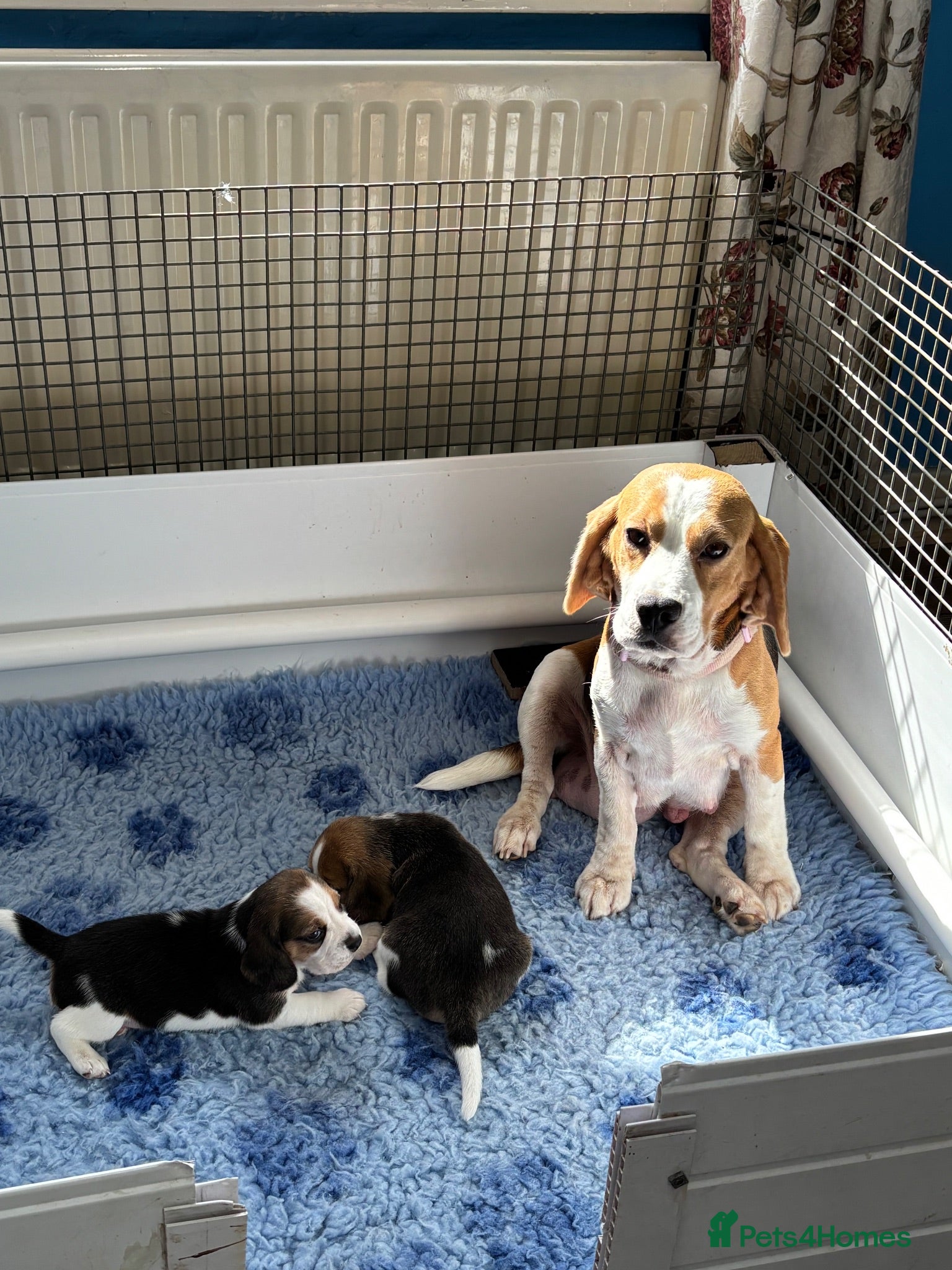 Beagle dogs Beautiful Tri coloured  - Advert 2