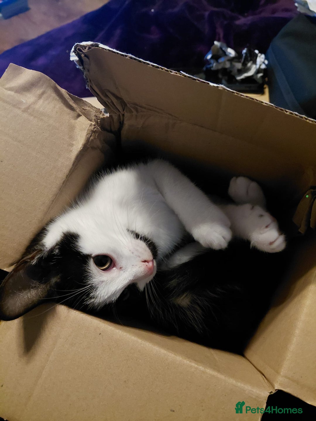 Mixed Breed cats for sale: Kittens looking for their new homes  - Advert 6