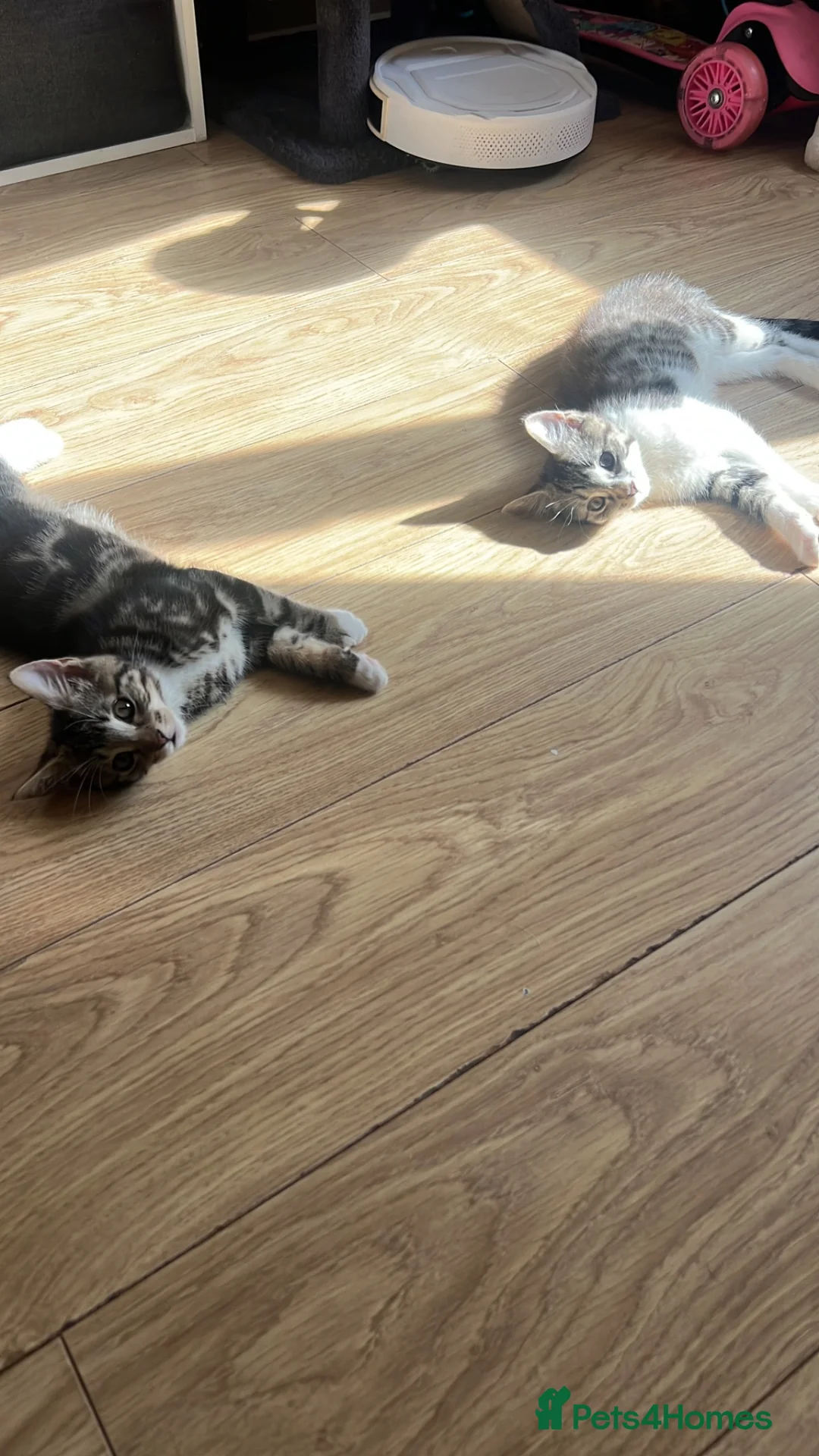 Mixed Breed cats for sale: 2 kittens looking for home - Advert 4