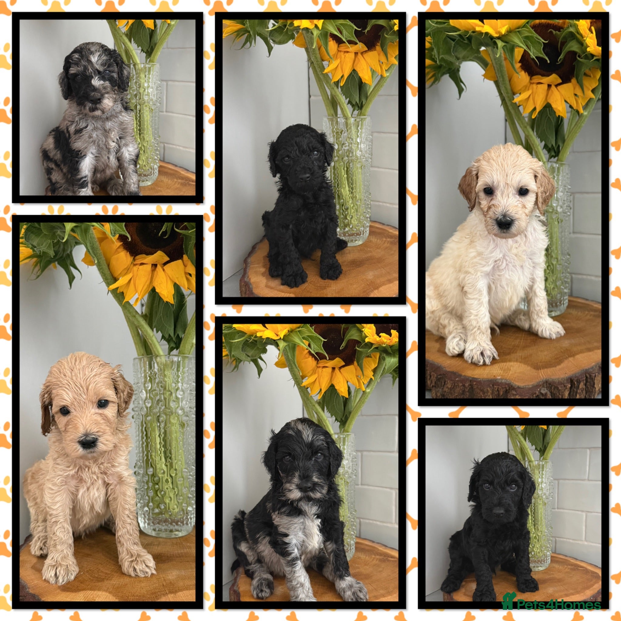 Labradoodle dogs 🌈 THERAPY/ASSISTANCE PUPS🌈PROVEN🌈 - Advert 1