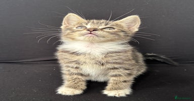 Mixed Breed cats - Advert 16