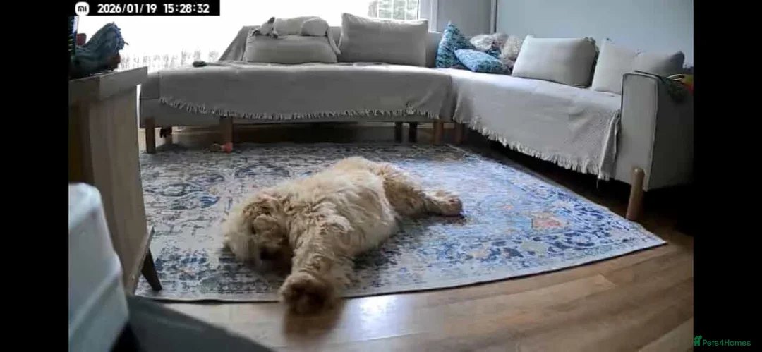 Mixed Breed dogs for adoption: Rescued Moni - 2.5yo Adorable Terrier Mix - Advert 3