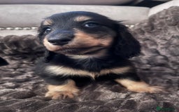 Miniature Dachshund dogs for sale: KC Reg PRA Clear Miniature Dachshunds  - Image 4