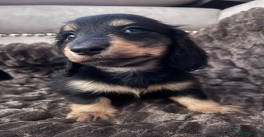 Miniature Dachshund dogs - Advert 15