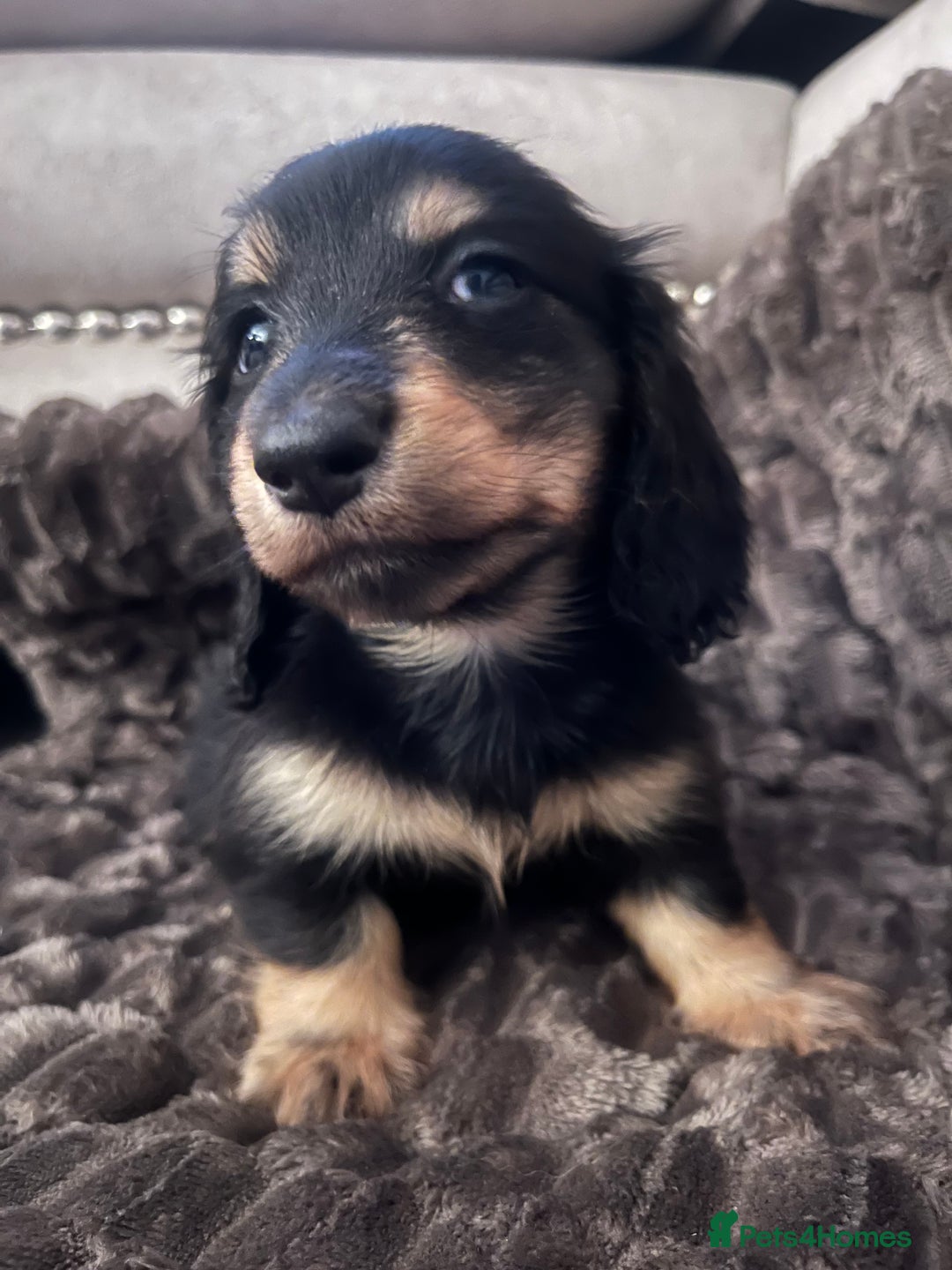 Miniature Dachshund dogs for sale: KC Reg PRA Clear Miniature Dachshunds  - Image 4