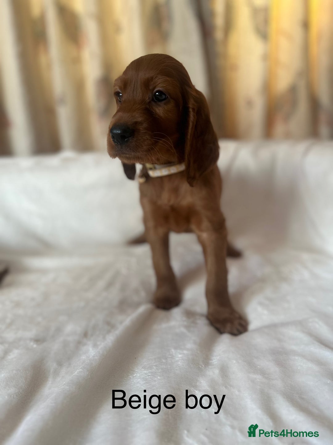 Irish Setter dogs for sale: Irish Setter Puppies 💜 - Image 30