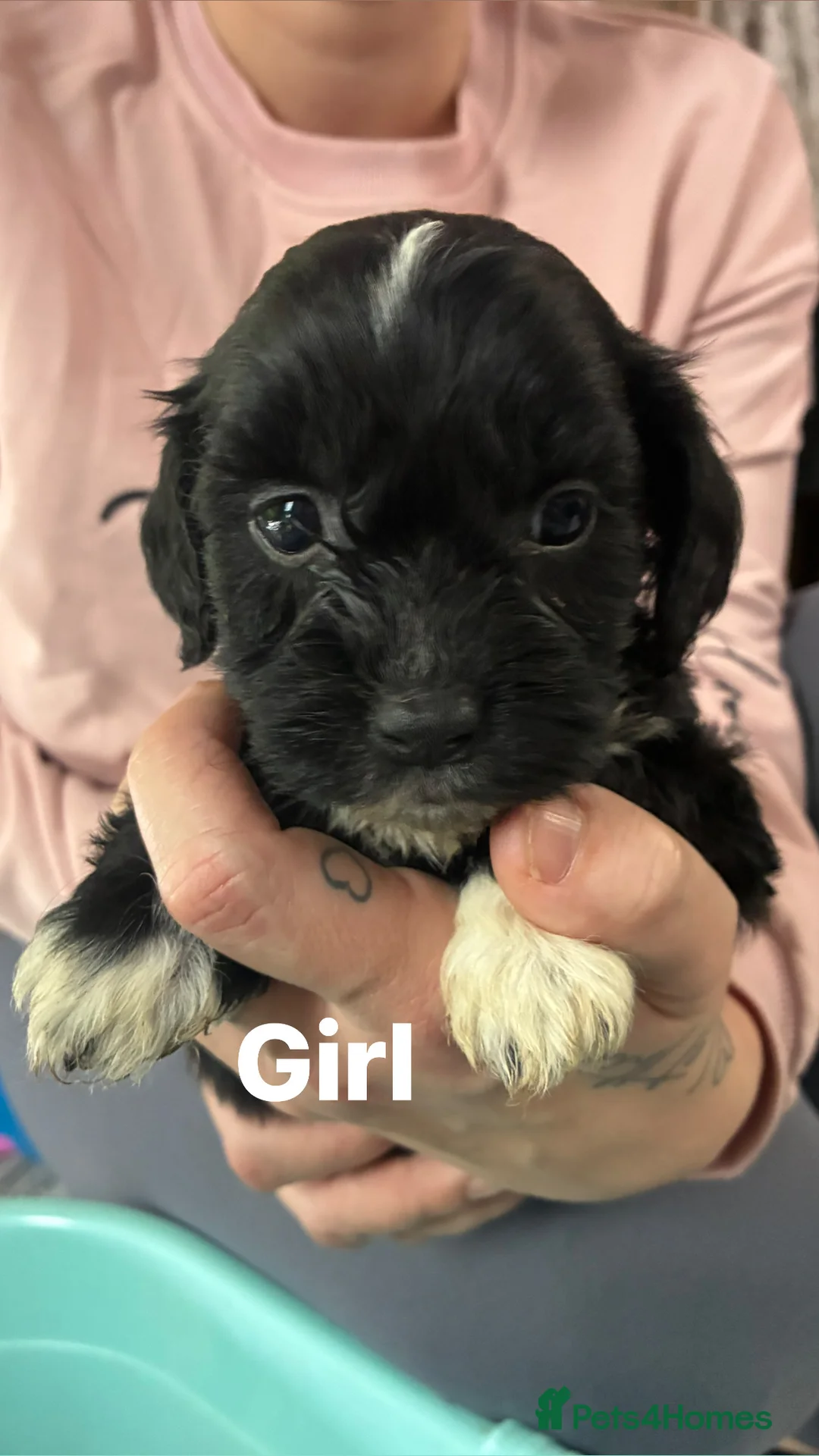 Shih Tzu dogs for sale: Cock a tzu - Advert 4